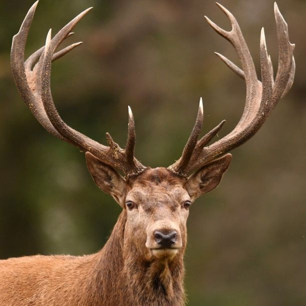 Ordine Internazionale di Sant’Uberto Italia